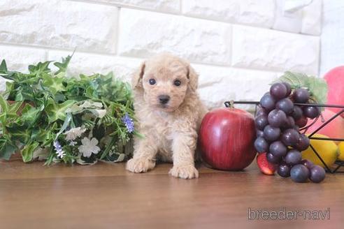 成約済の滋賀県のトイプードル-213900の3枚目