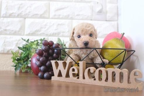 成約済の滋賀県のトイプードル-213900の2枚目