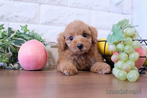 成約済の滋賀県のトイプードル-213907の1枚目