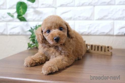 成約済の滋賀県のトイプードル-213907の6枚目