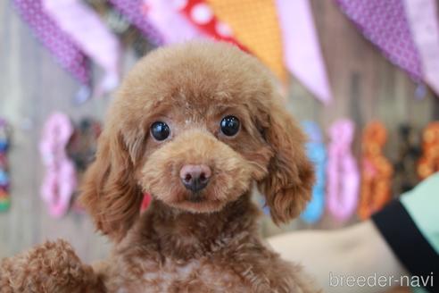 成約済の滋賀県のトイプードル-213907の4枚目