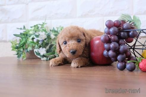 成約済の滋賀県のトイプードル-213907の3枚目
