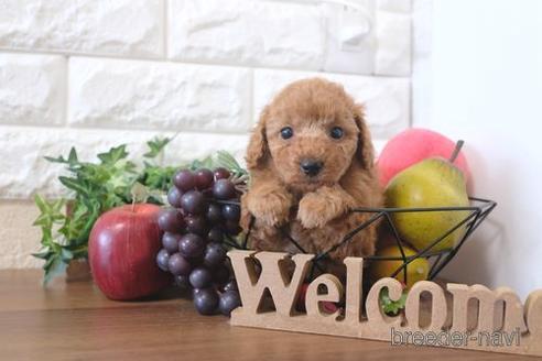 成約済の滋賀県のトイプードル-213907の2枚目