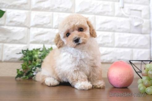 成約済の滋賀県のトイプードル-214096の1枚目