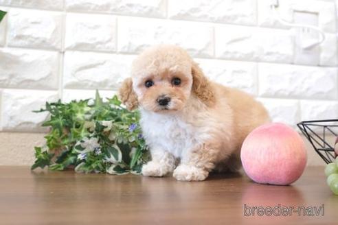 成約済の滋賀県のトイプードル-214096の6枚目