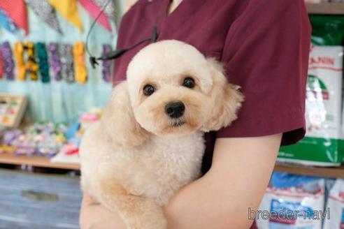 成約済の滋賀県のトイプードル-214096の4枚目