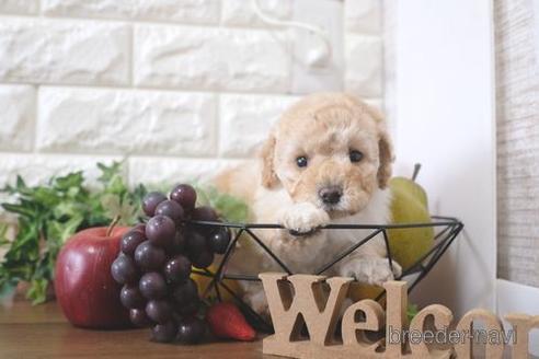 成約済の滋賀県のトイプードル-214096の3枚目