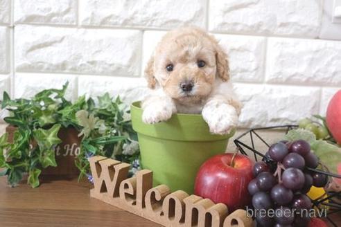 成約済の滋賀県のトイプードル-214096の2枚目