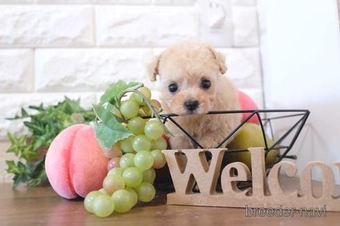 成約済の滋賀県のトイプードル-214841の1枚目