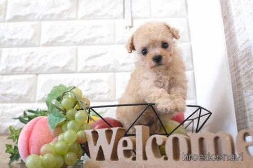 成約済の滋賀県のトイプードル-214841の6枚目