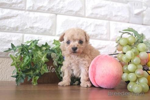 成約済の滋賀県のトイプードル-214841の3枚目