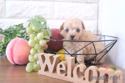 成約済の滋賀県のトイプードル-214841の2枚目