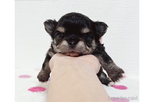 成約済の福岡県のチワワ(ロングコート)-212173の27枚目