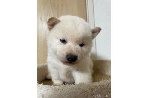 成約済の茨城県の柴犬-216488の1枚目