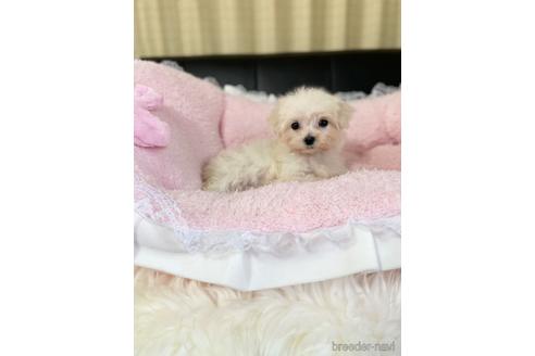 成約済の茨城県のマルプー:マルチーズ×トイプードル-211870の3枚目