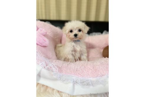 成約済の茨城県のマルプー:マルチーズ×トイプードル-211870の4枚目