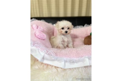 成約済の茨城県のマルプー:マルチーズ×トイプードル-211870の5枚目