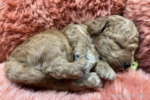 成約済の愛知県のトイプードル-213350の38枚目