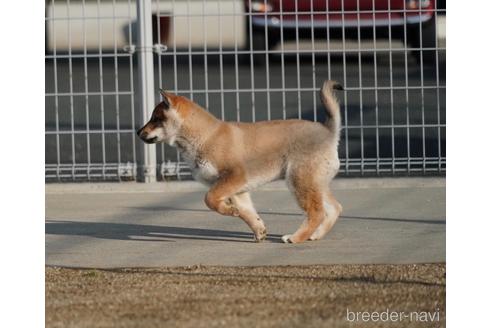 成約済の愛媛県の四国犬-216587の2枚目