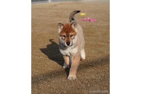 成約済の愛媛県の四国犬-216587の3枚目