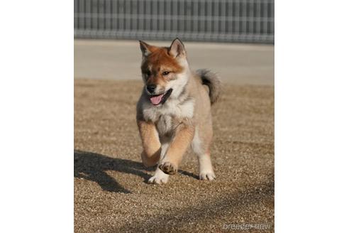 成約済の愛媛県の四国犬-216587の4枚目