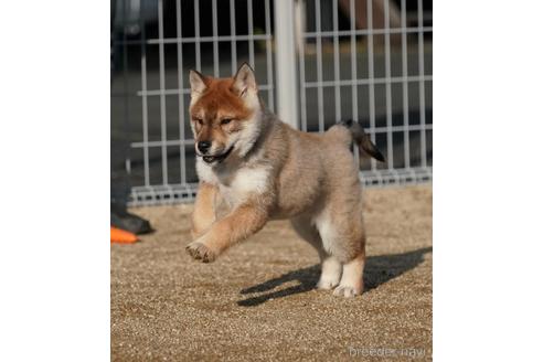 成約済の愛媛県の四国犬-216587の5枚目