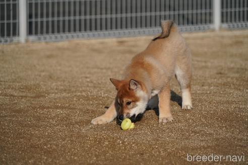 成約済の愛媛県の四国犬-216587の6枚目