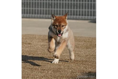 成約済の愛媛県の四国犬-216587の1枚目