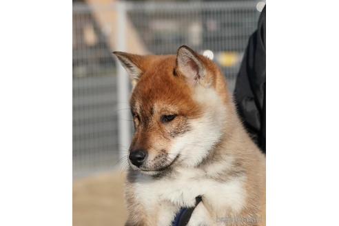 成約済の愛媛県の四国犬-216587の8枚目