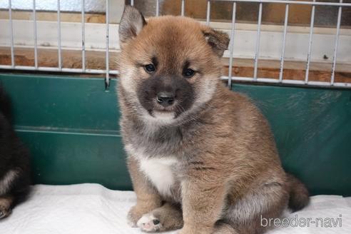 成約済の愛知県の柴犬-215192の5枚目
