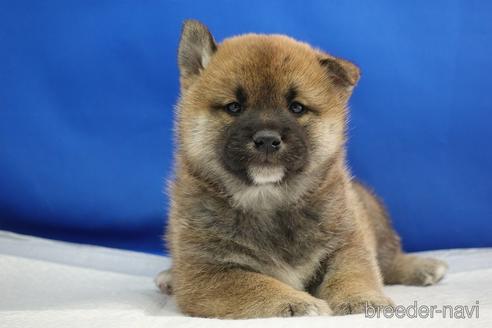 成約済の愛知県の柴犬-215192の6枚目