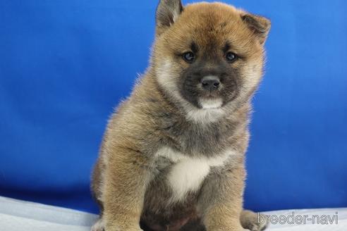成約済の愛知県の柴犬-215192の7枚目