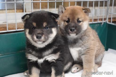 成約済の愛知県の柴犬-215192の8枚目