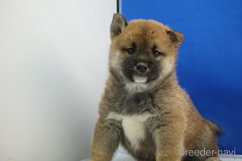 成約済の愛知県の柴犬-215192の2枚目