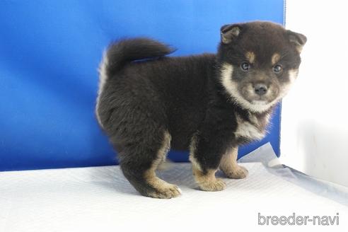 成約済の愛知県の柴犬-215199の4枚目