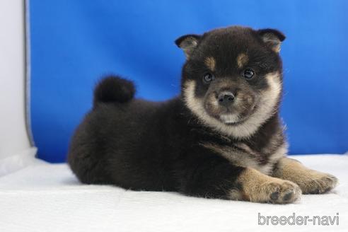 成約済の愛知県の柴犬-215199の5枚目