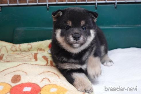 成約済の愛知県の柴犬-215199の6枚目