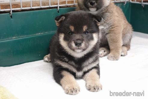 成約済の愛知県の柴犬-215199の3枚目