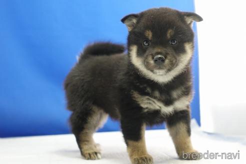 成約済の愛知県の柴犬-215199の2枚目