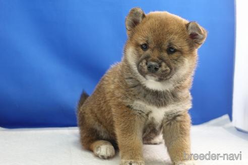 成約済の愛知県の柴犬-215200の23枚目