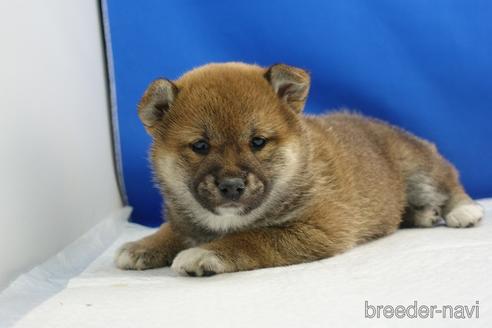 成約済の愛知県の柴犬-215200の21枚目