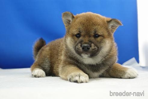 成約済の愛知県の柴犬-215200の21枚目