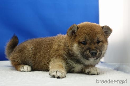 成約済の愛知県の柴犬-215200の20枚目