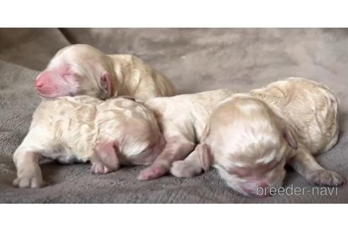 成約済の茨城県のミックス犬-216595