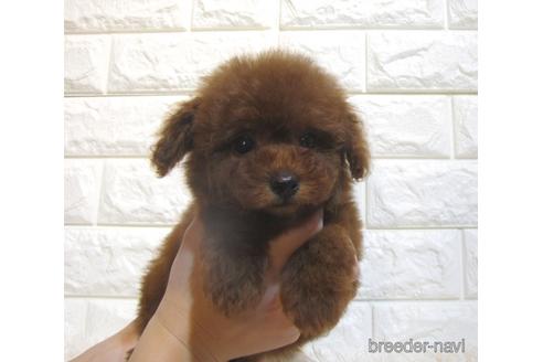 成約済の茨城県のトイプードル-216644の1枚目