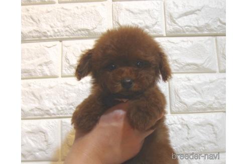 成約済の茨城県のトイプードル-216644の2枚目