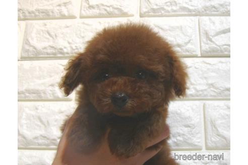 成約済の茨城県のトイプードル-216644の5枚目