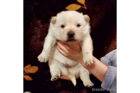 成約済の大阪府の北海道犬-216687の1枚目