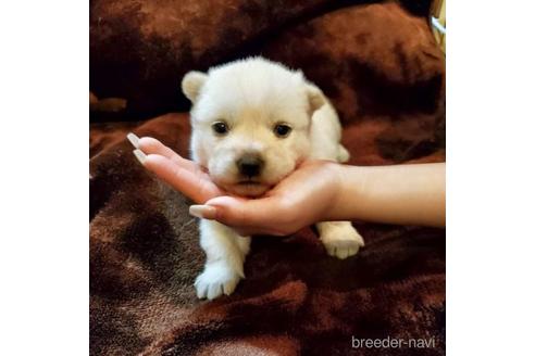 成約済の大阪府の北海道犬-216690の5枚目