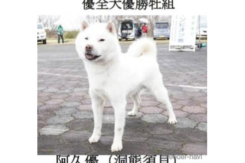 成約済の大阪府の北海道犬-216690の4枚目